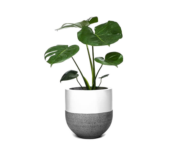 product_12