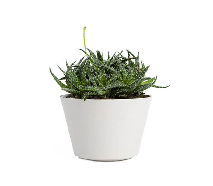 product_6